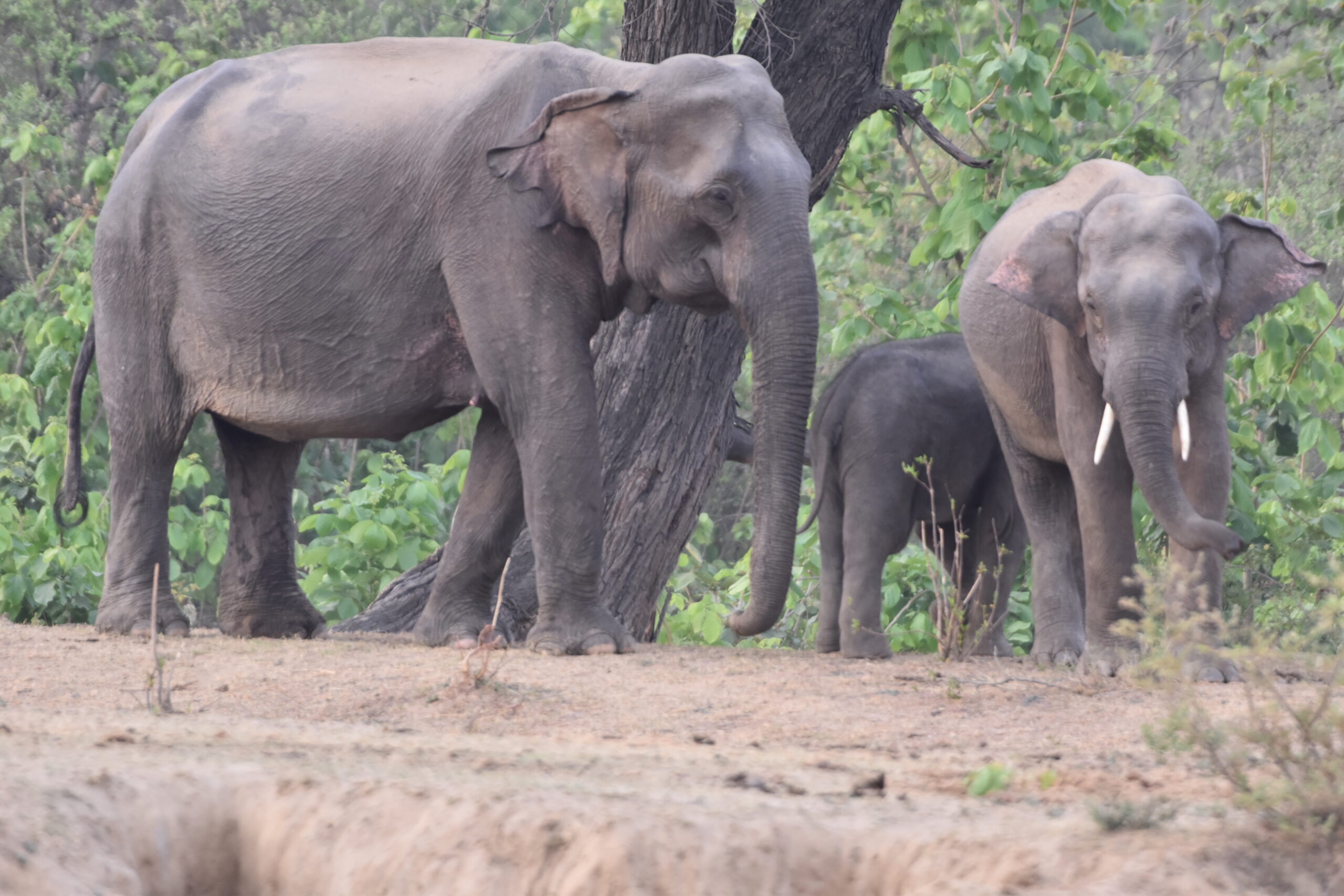 Asian Elephant