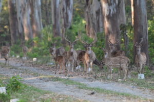 Spotted Deer (Chital)