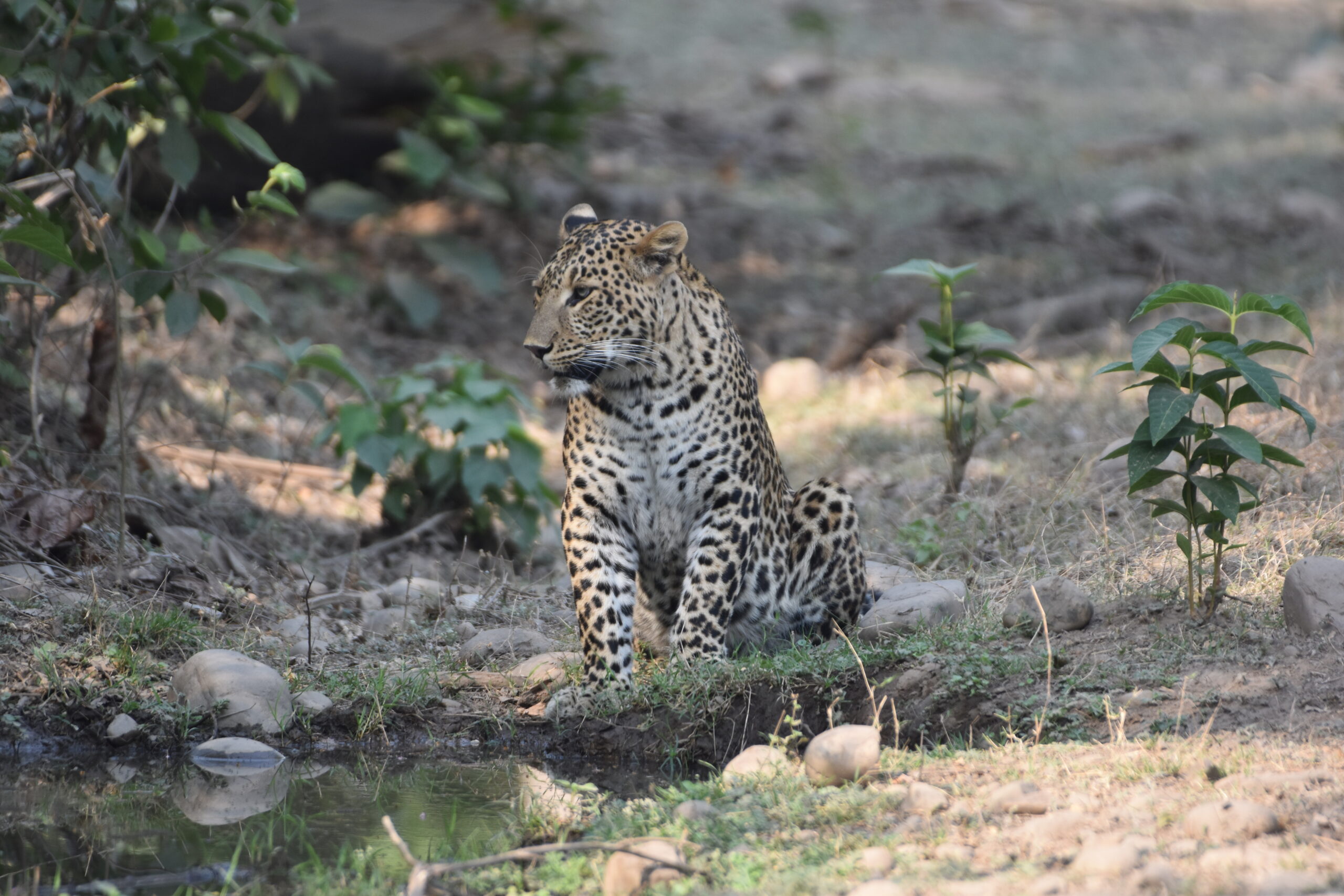 Leopard