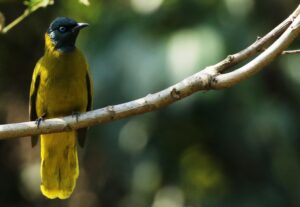 Black-Headed Bulbul