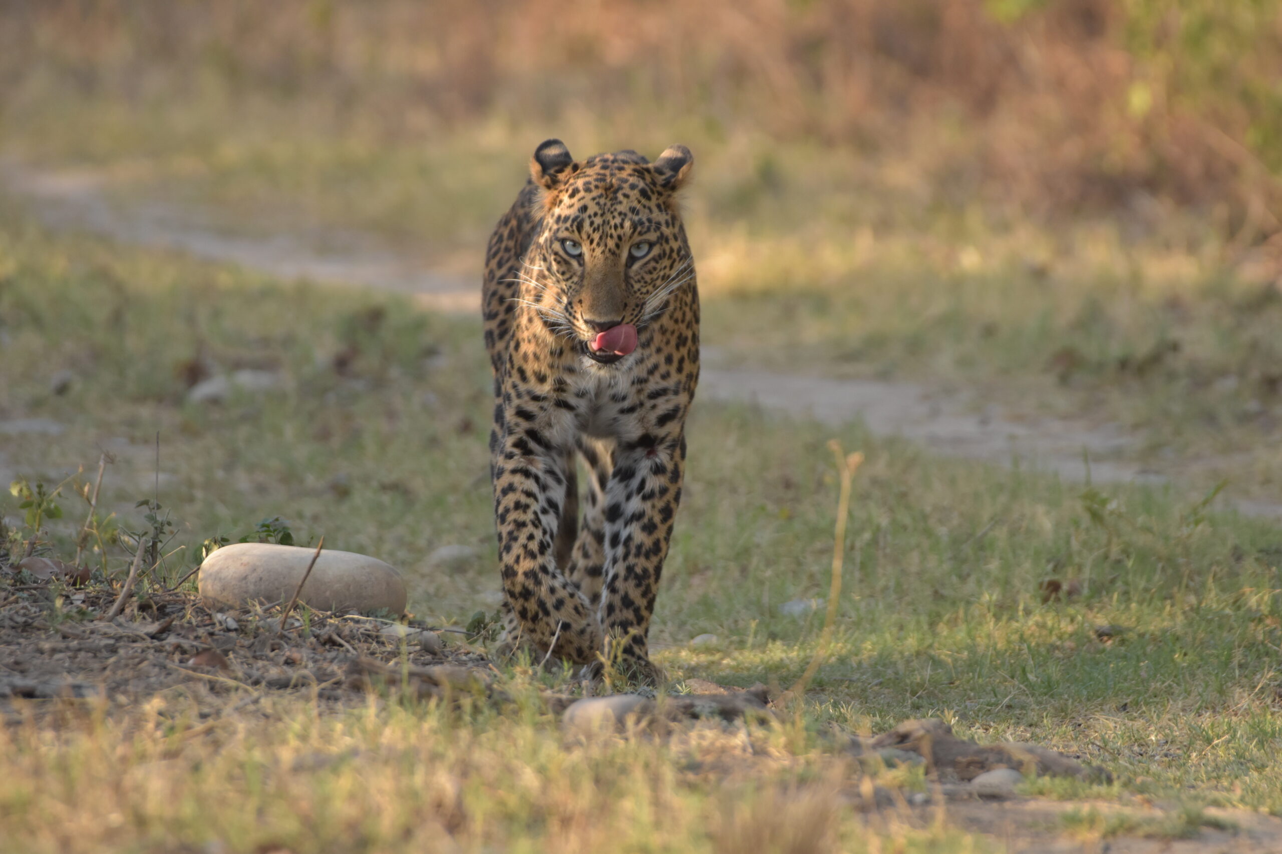 Leopard