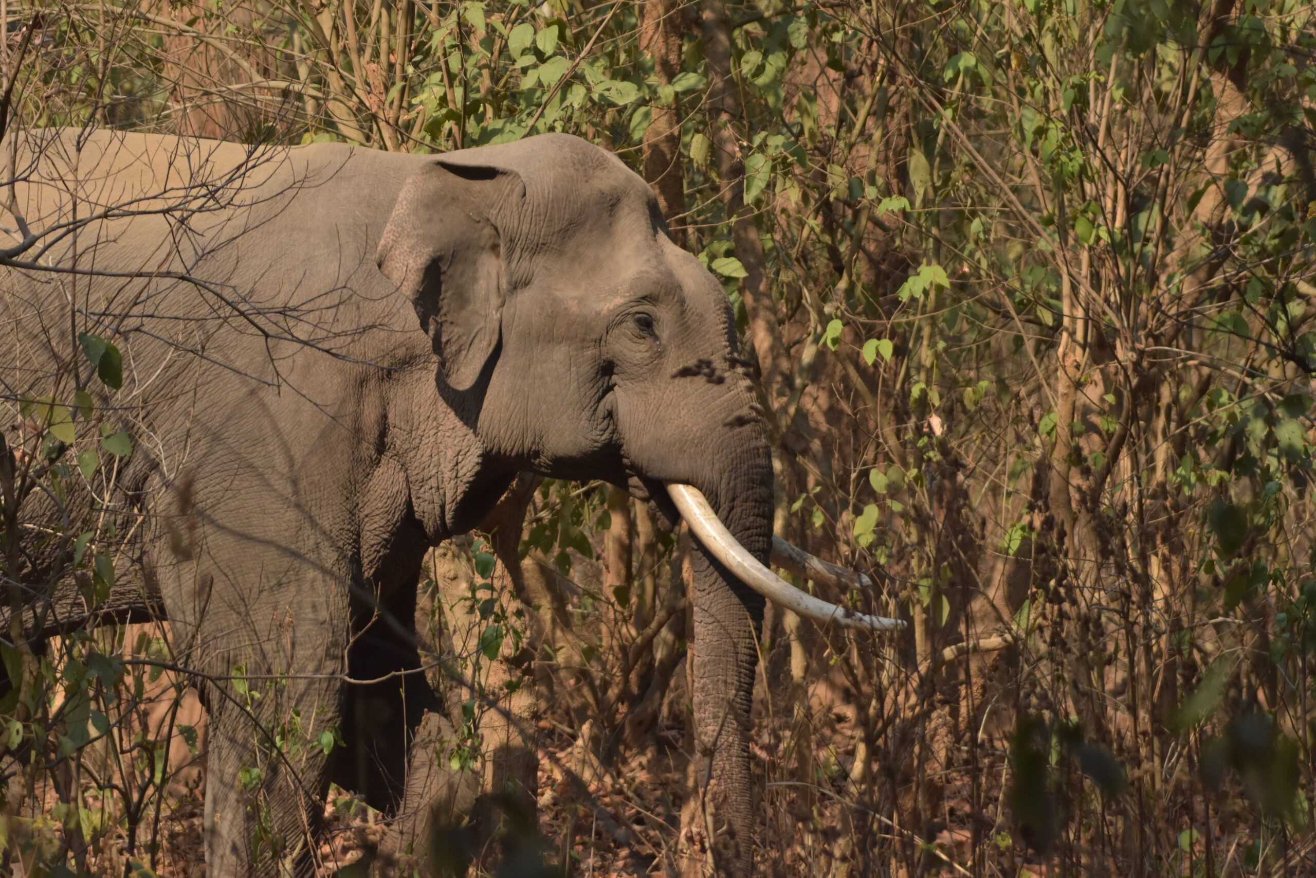 Asian Elephant