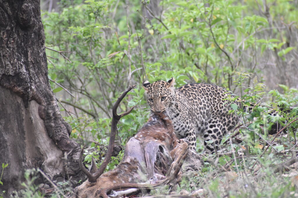 Leopard