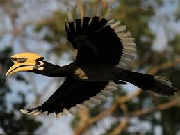 Great Hornbill