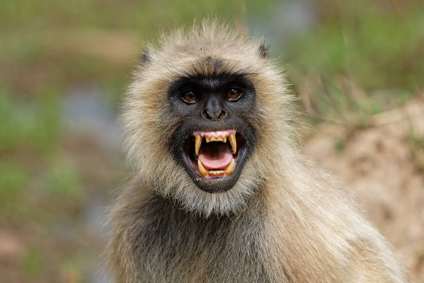 Hanuman Langur