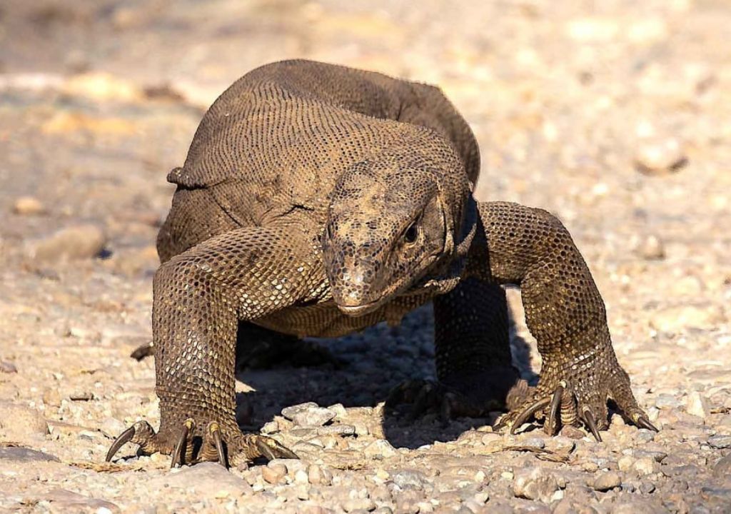 Monitor Lizard